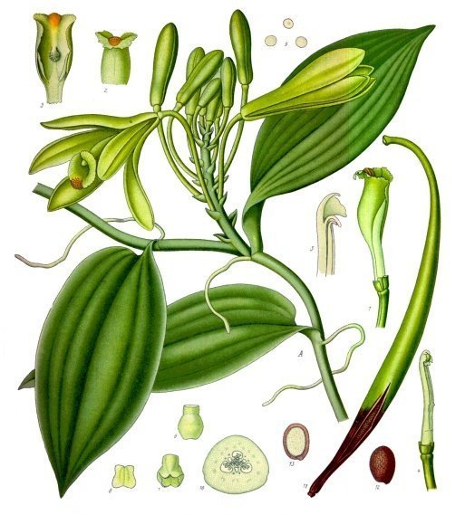Vanilla planifolia "White Stripe Leaves"