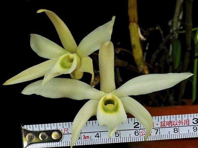 Dendrobium wilsonii