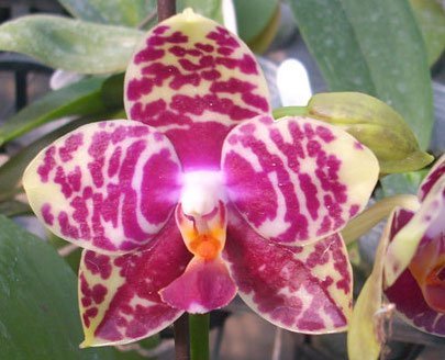 Phalaenopsis Sogo Lobby "Dark Type" "Big Plant"